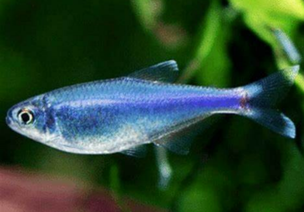 Blue King Tetra