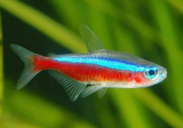 Cardinal Tetra