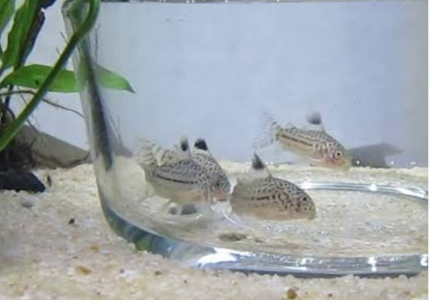 Corydoras Julii