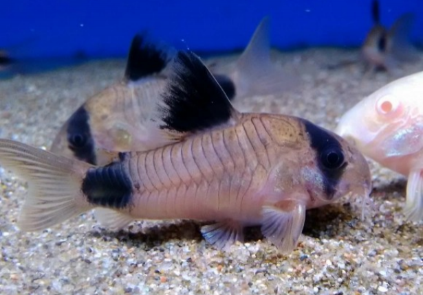 Corydoras Panda