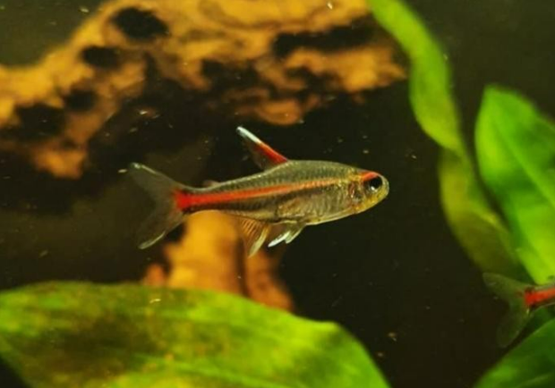 Glowlight Tetra