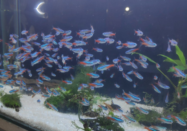 Neon Tetra