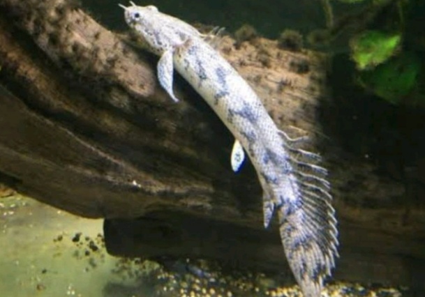 Endlicheri bichir