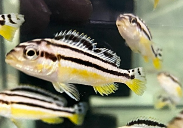 Yellow Auratus