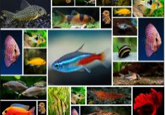 freshwater-fish